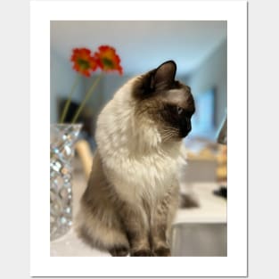Ragdoll Cat Posters and Art